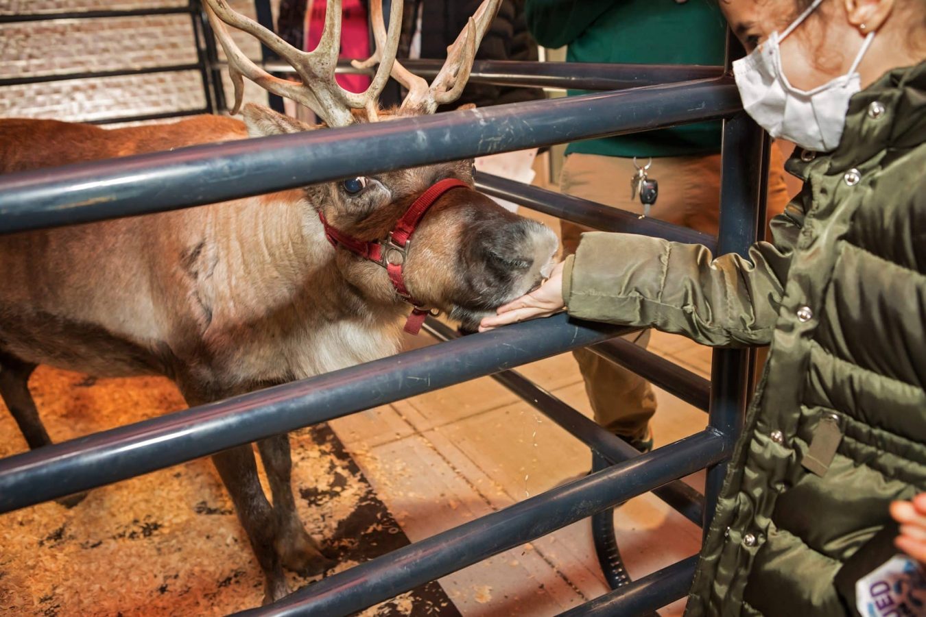 Image from Comfort and Joy - Reindeer